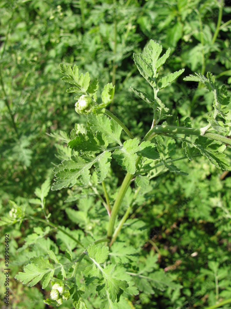 Tanacedum parthenium plant (feverfew) in a garden