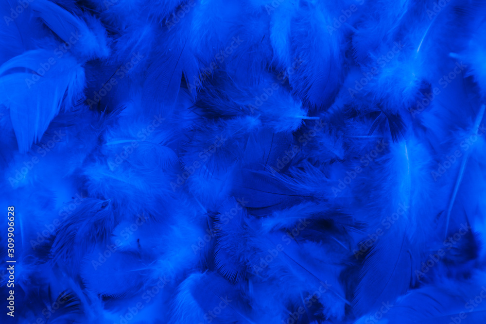 Beautiful abstract colorful purple and blue feathers on black background and soft white pink feather texture on white pattern and blue background