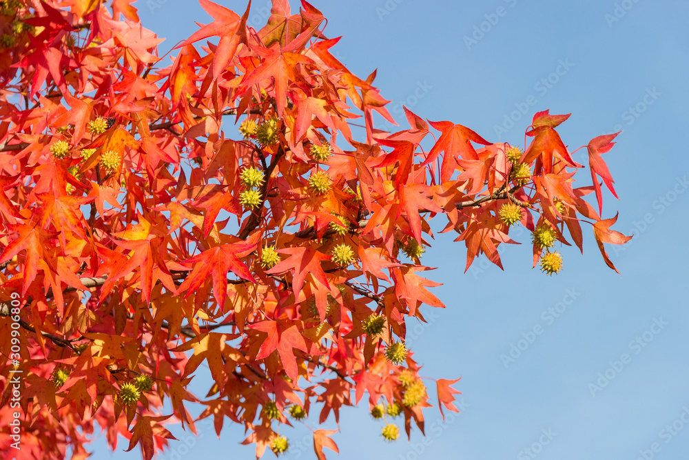 Branch of sweetgum with autumn leaves and fruits against the sky Branch of sweetgum with autumn leaves and fruits against the sky