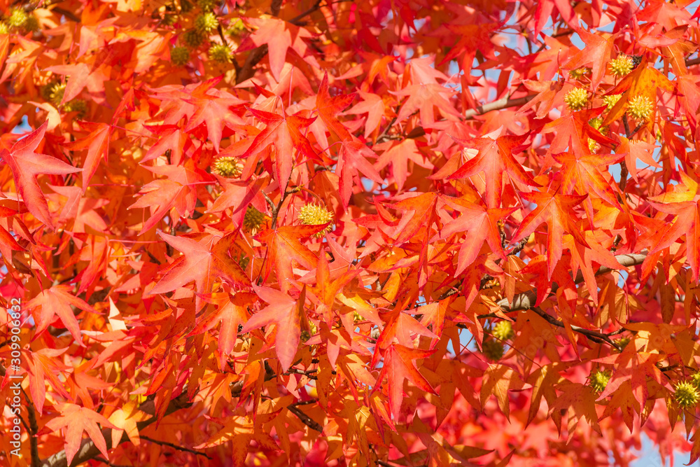 Background of sweetgum branches with autumn leaves and fruits Background of sweetgum branches with autumn leaves and fruits