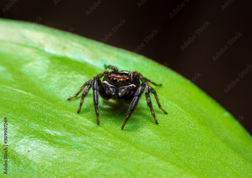 Close up jumping spiders on the leaves . Close up jumping spiders on the leaves .