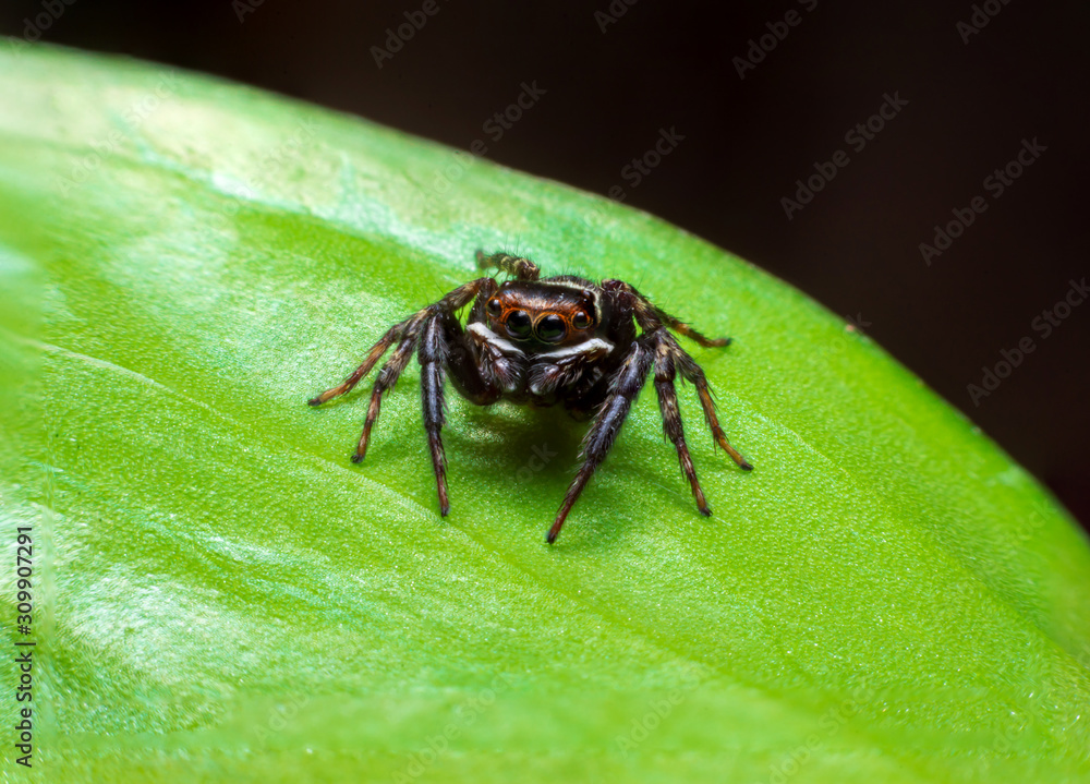 Close up jumping spiders on the leaves . Close up jumping spiders on the leaves .