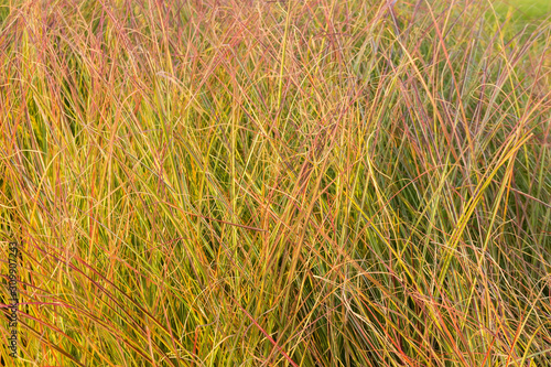 Φωτογραφία Background of tall ornamental gossamer grass in park in autumn
