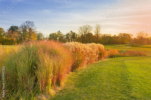 Foto Thickets of different decorative reeds on the meadow at sunset