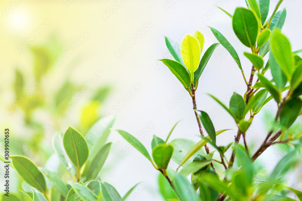 The trees are budding leaves. The trees are budding leaves.
