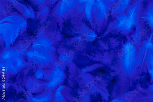 Beautiful abstract colorful purple and blue feathers on black background and soft white pink feather texture on white pattern and blue background