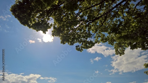 Fototapeta Naklejka Na Ścianę i Meble -  trees and blue sky