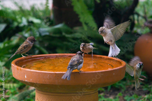 Little birds are take bath