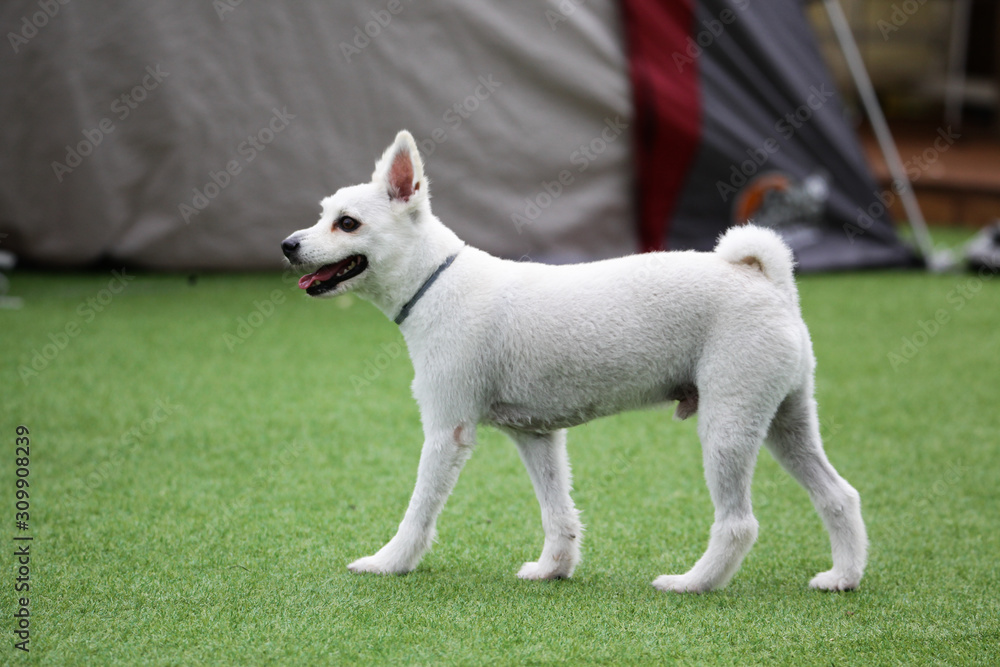 Obraz premium Fun puppies in a private playground