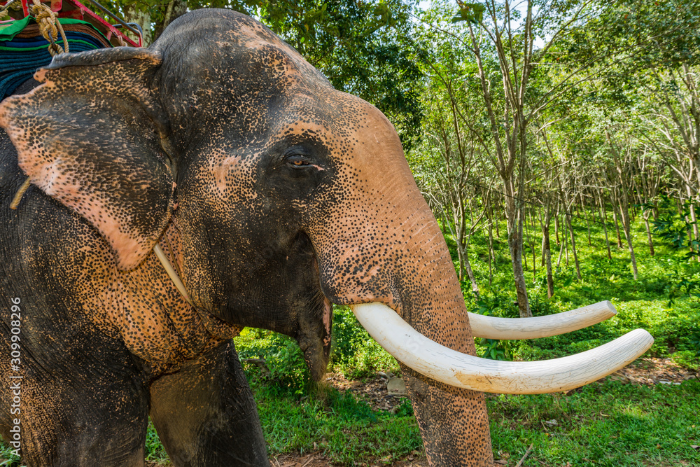 Elefant in Thailand, Asien