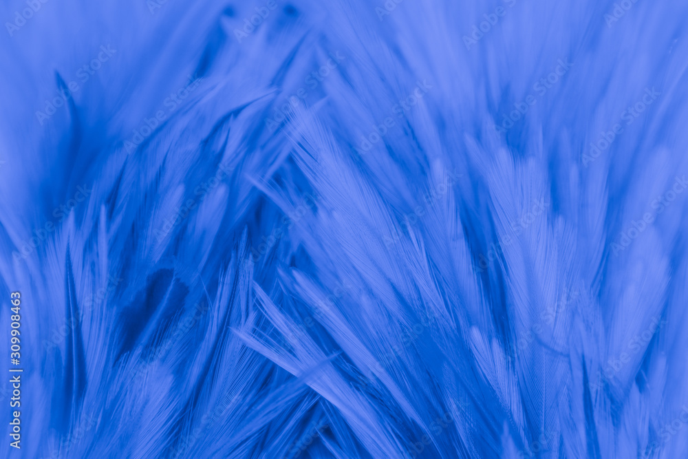Beautiful abstract colorful blue and purple feathers on black background and soft white pink feather texture on white pattern and purple background Beautiful abstract colorful blue and purple feathers on black background and soft white pink feather texture on white pattern and purple background