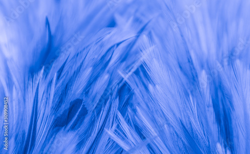 Beautiful abstract colorful blue and purple feathers on black background and soft white pink feather texture on white pattern and purple background