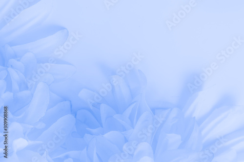 Beautiful abstract color purple and blue flowers on white background and light blue flower frame and purple leaves texture 