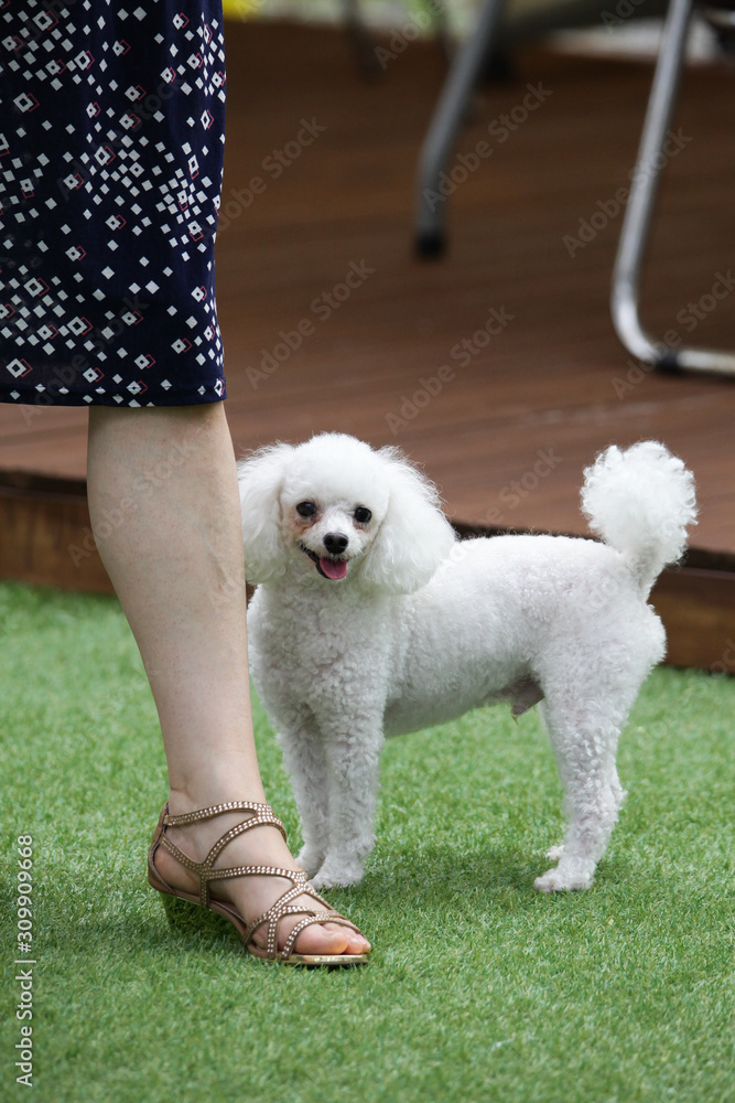 Fun puppies in a private playground Fun puppies in a private playground
