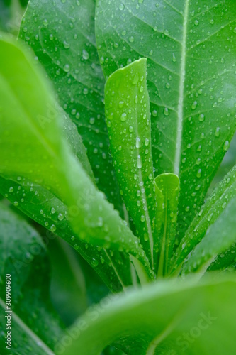 Morning dew drops on green leaves. Close-up