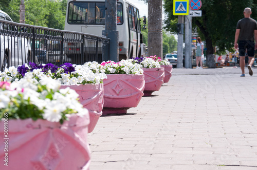 Russia, Blagoveshchensk, July 2019: Pink flower beds on the streets of Blagoveshchensk © Beliakina Ekaterina