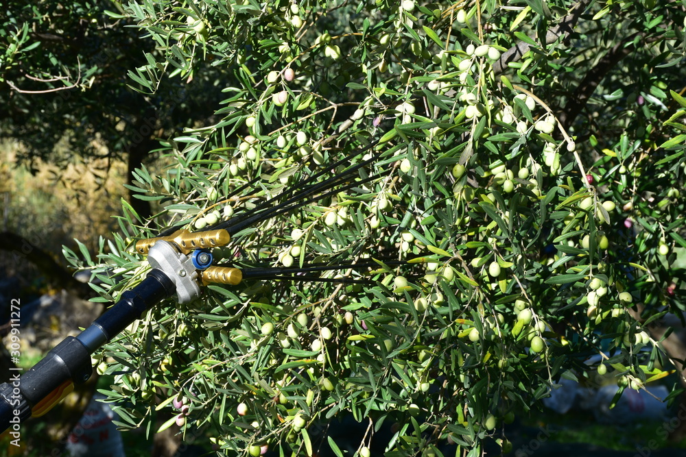 Naklejka premium Raccolta delle olive con pettine abbacchiatore elettrico. Agrigento, Sicilia