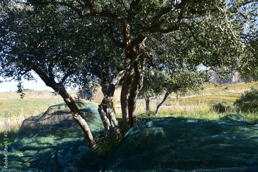 Raccolta delle olive in Sicilia con tede e scuotitore elettrico Raccolta delle olive in Sicilia con tede e scuotitore elettrico