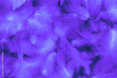 Beautiful abstract colorful blue and purple feathers on black background and soft white pink feather texture on white pattern and purple background