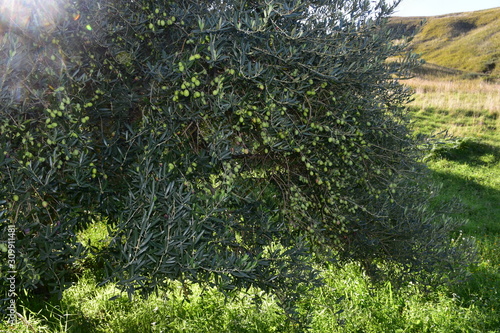 Obraz na płótnie Pianta di ulivo qualità cerasuola. Sicilia, Agrigento w salonie