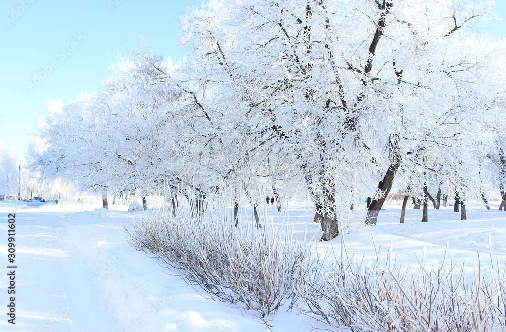 Winter Sunny day in the Park. Trees all in snow Winter Sunny day in the Park. Trees all in snow