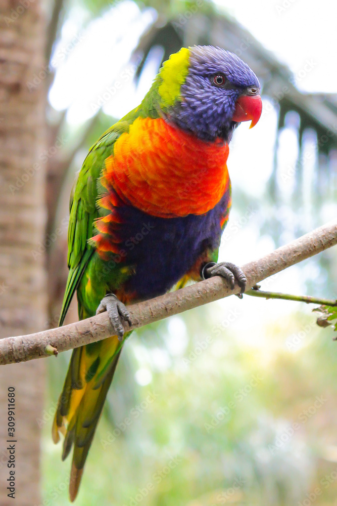 Gran Canaria, Canary Islands / 05 01 2016: Brightly coloured Parrot purched in a tree