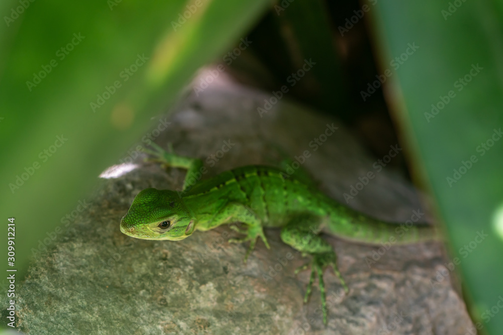 green lizard hidden in the shadow green lizard hidden in the shadow