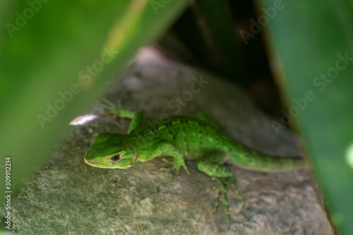 green lizard hidden in the shadow