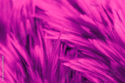 Beautiful abstract colorful white and red feathers on black dark background and soft white pink feather texture on white pattern