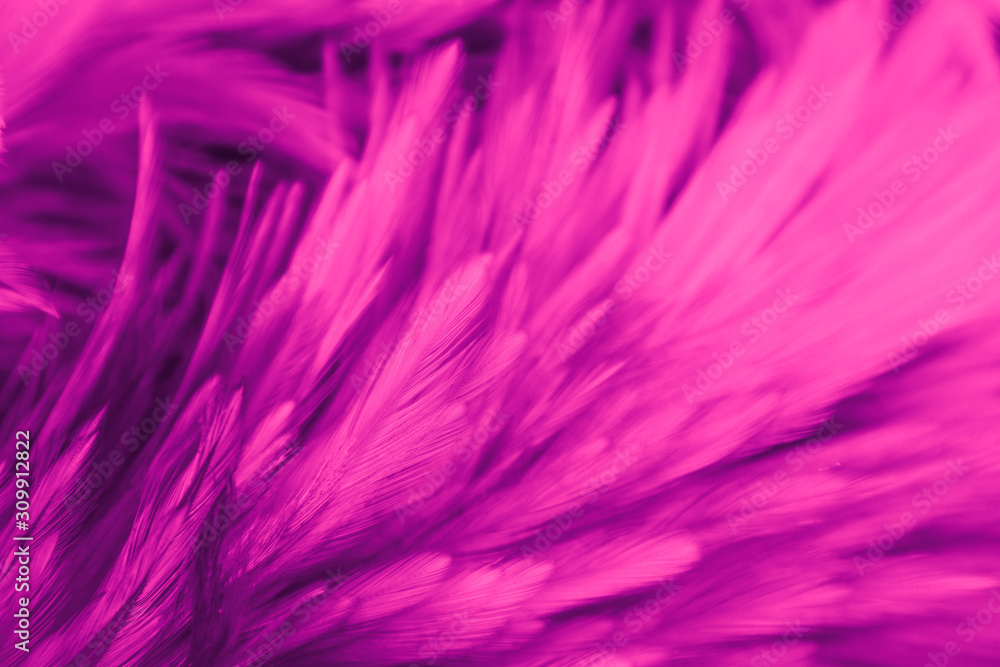Beautiful abstract colorful white and red feathers on black dark background and soft white pink feather texture on white pattern Beautiful abstract colorful white and red feathers on black dark background and soft white pink feather texture on white pattern