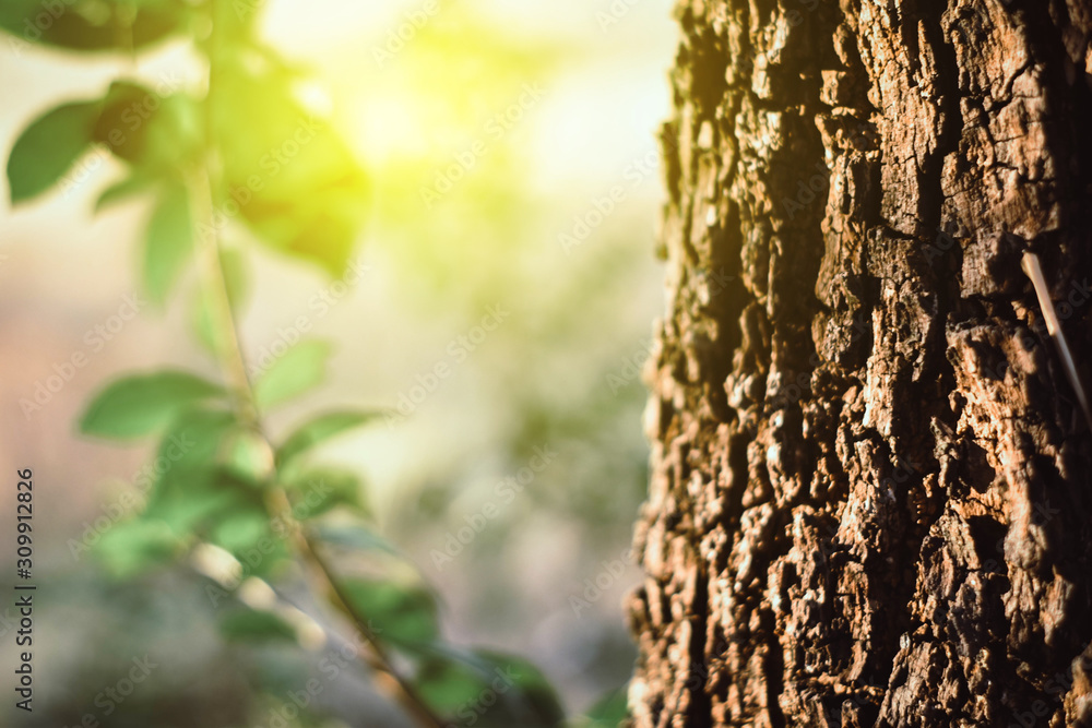 Tree and the sunlight with copy space Tree and the sunlight with copy space