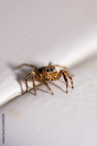 Close up jumping spiders on the wall. © 418studio