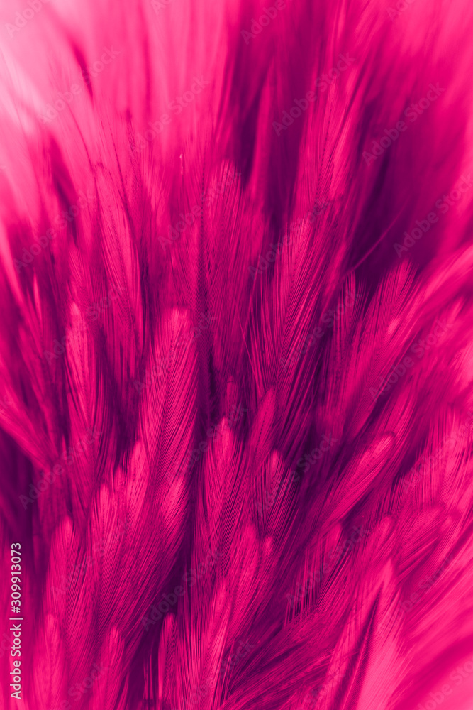 Beautiful abstract colorful white and red feathers on black dark background and soft white pink feather texture on white pattern Beautiful abstract colorful white and red feathers on black dark background and soft white pink feather texture on white pattern