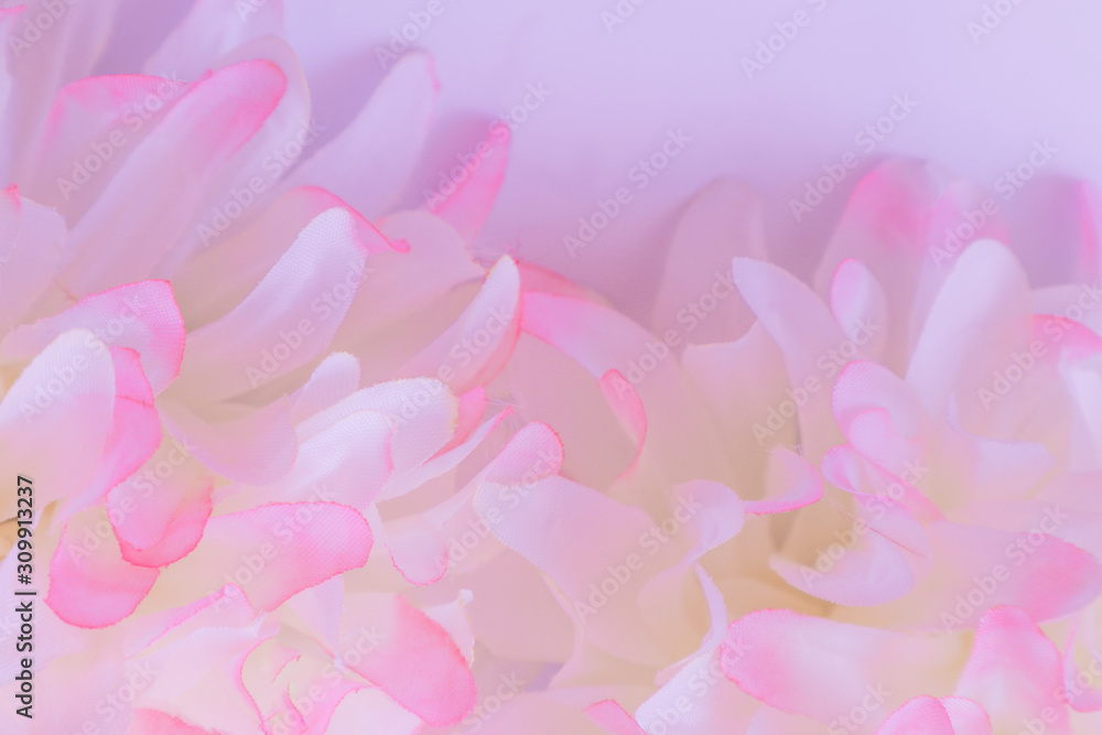 Beautiful abstract color pink and white flowers on white  background and pink flower frame and purple leaves texture background, flowers banner 