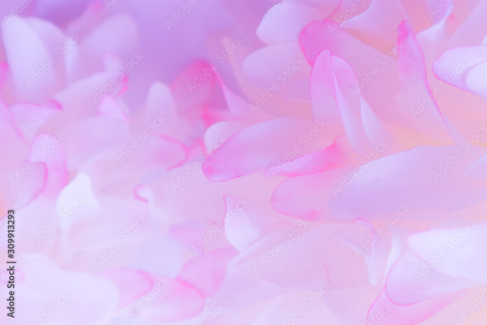 Beautiful abstract color pink and white flowers on white background and pink flower frame and purple leaves texture background, flowers banner Beautiful abstract color pink and white flowers on white background and pink flower frame and purple leaves texture background, flowers banner