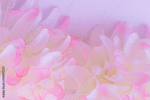 Beautiful abstract color pink and white flowers on white background and pink flower frame and purple leaves texture background, flowers banner 