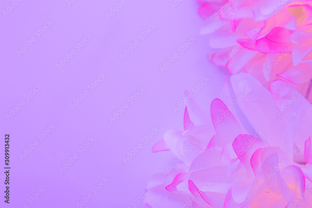 Beautiful abstract color pink and white flowers on white background and pink flower frame and purple leaves texture background, flowers banner Beautiful abstract color pink and white flowers on white background and pink flower frame and purple leaves texture background, flowers banner