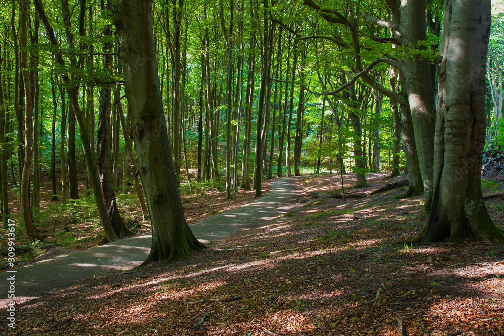 beech forest (Fagus sp.), Stubnitz, Jasmund National Park, Rügen, Mecklenburg-Western Pomerania, Germany, Europe