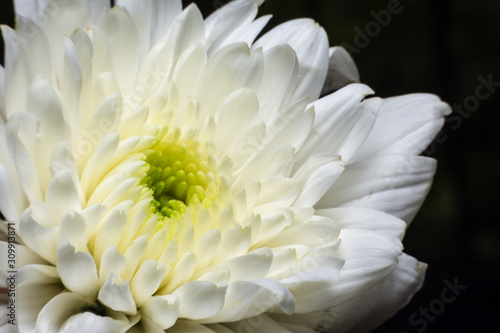 Close Up The petals of the flower.