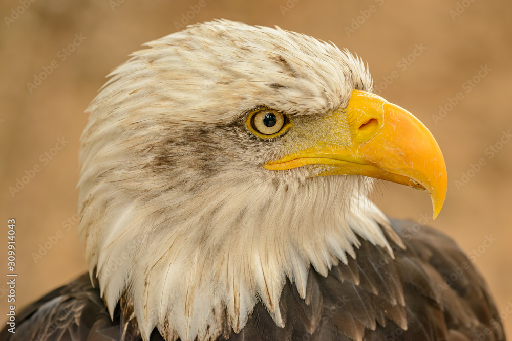 Obraz premium detailed portrait of an bald eagle side