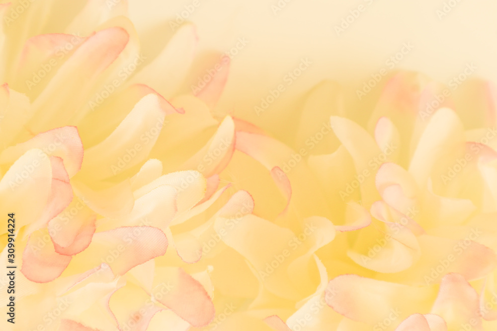 Obraz premium Beautiful abstract color pink and yellow flowers on white background and pink flower frame and white orange leaves texture background, flowers banner
