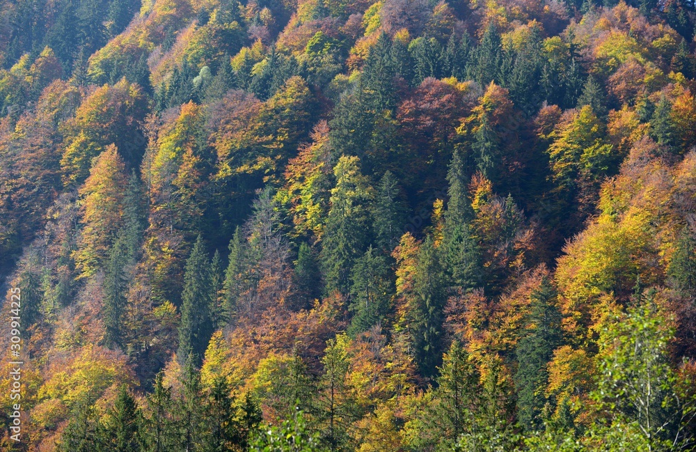 Les arbres et la végétation automnale en Savoie