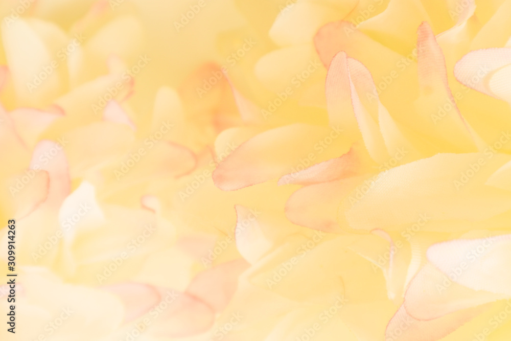 Beautiful abstract color pink and yellow flowers on white background and pink flower frame and white orange leaves texture background, flowers banner 