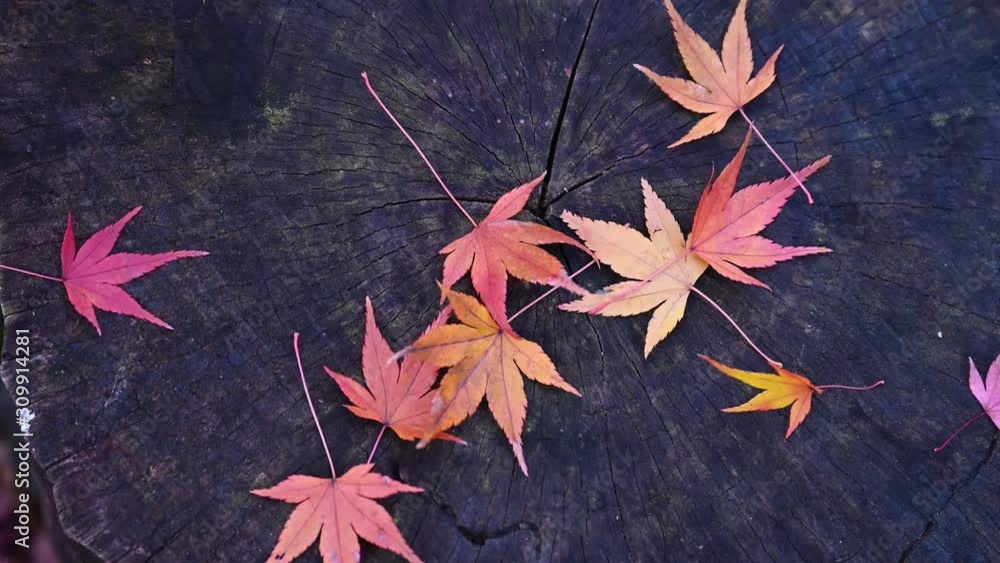 autumn leaves on wooden background movie autumn leaves on wooden background movie