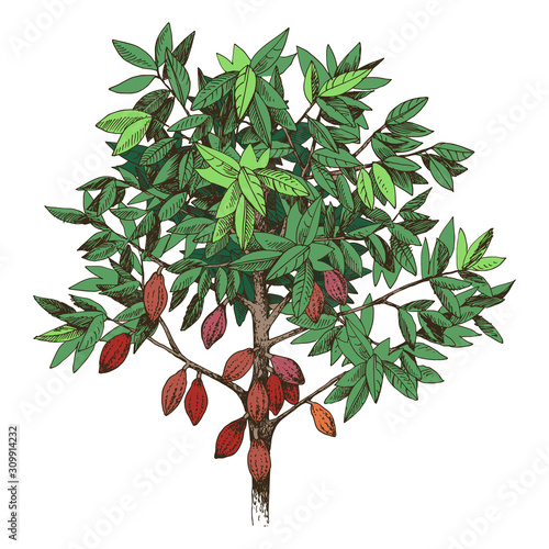 Hand drawn cocoa tree with ripe fruits