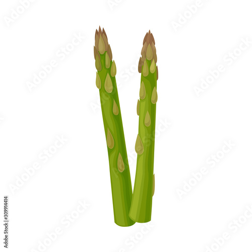 Fresh Green Asparagus Spears Vector Illustrated Plant