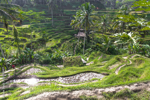 Tegalalang Reisfelder auf Bali