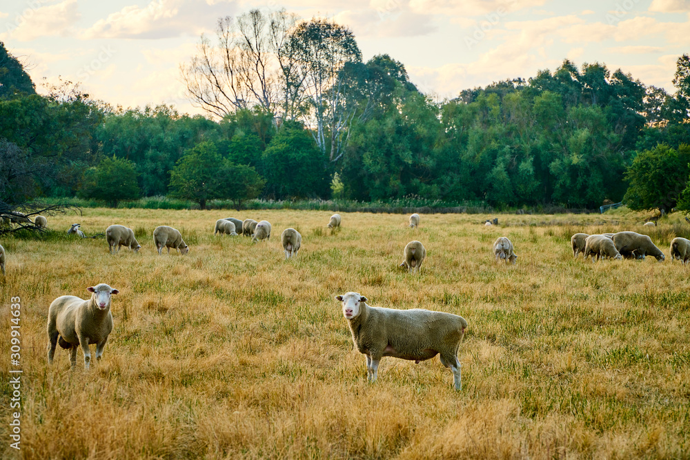 Fototapeta premium Sheep farm