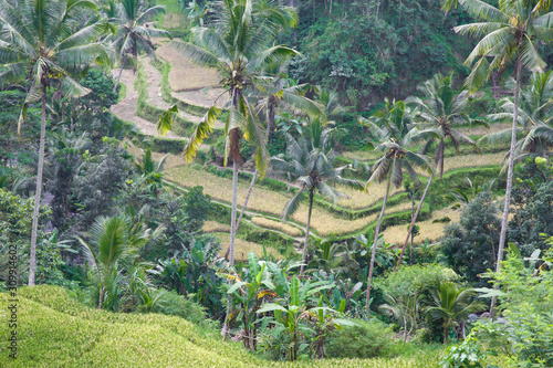 Tegalalang Reisfelder auf Bali