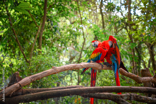 Couple of scarlet macaw standing on a branch in the middle of the jungle. 